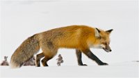 FAVORITE JURY 3 - SKULKING RED FOX - HARDING RICHARD - united kingdom <div